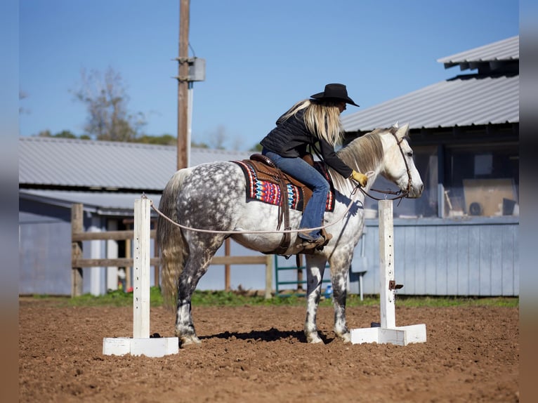 American Quarter Horse Castrone 10 Anni 157 cm Grigio in Huntsville TX