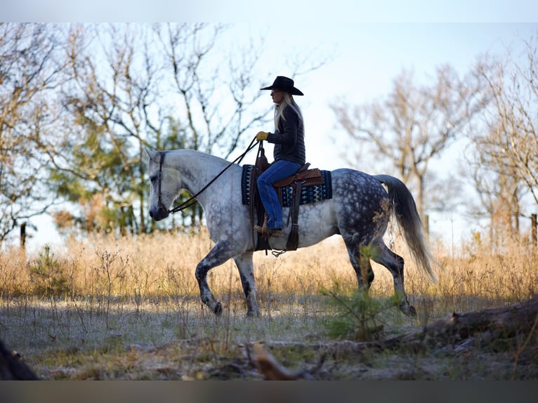 American Quarter Horse Castrone 10 Anni 157 cm Grigio in Huntsville TX