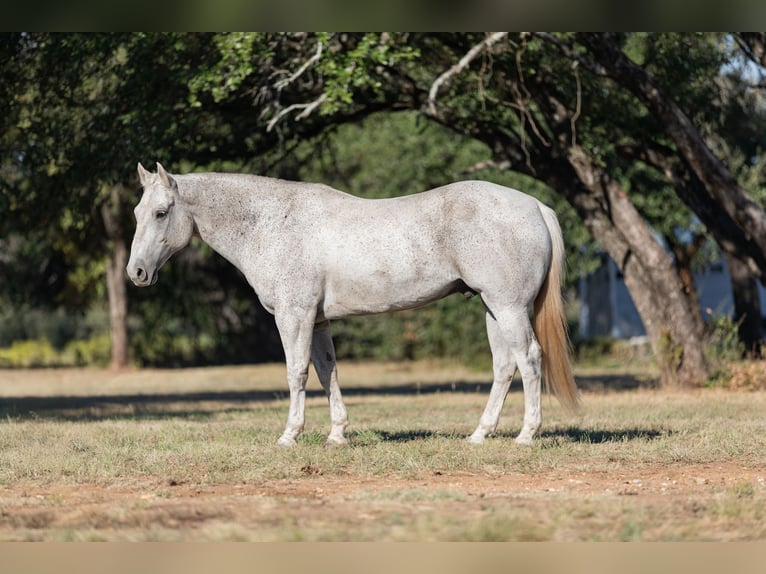 American Quarter Horse Castrone 10 Anni 157 cm Grigio in Bridgeport, TX