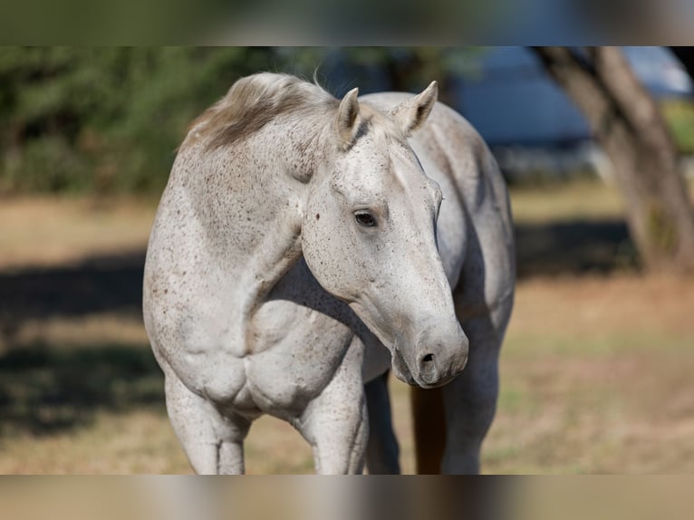 American Quarter Horse Castrone 10 Anni 157 cm Grigio in Bridgeport, TX