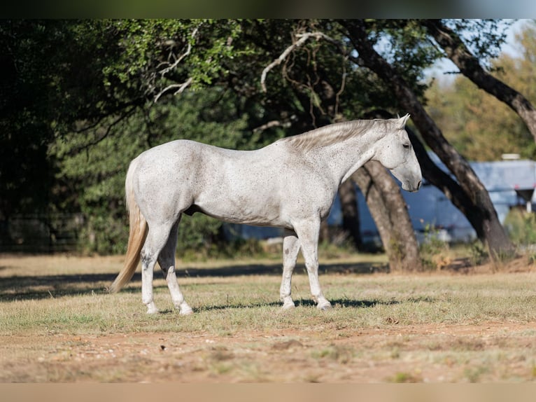 American Quarter Horse Castrone 10 Anni 157 cm Grigio in Bridgeport, TX