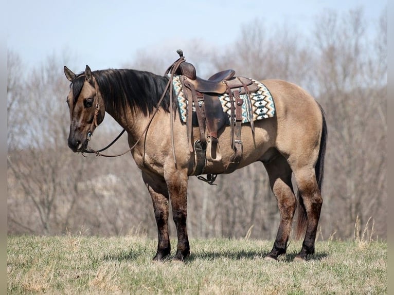 American Quarter Horse Castrone 10 Anni 157 cm Grullo in Brodhead KY