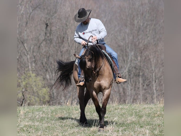 American Quarter Horse Castrone 10 Anni 157 cm Grullo in Brodhead KY