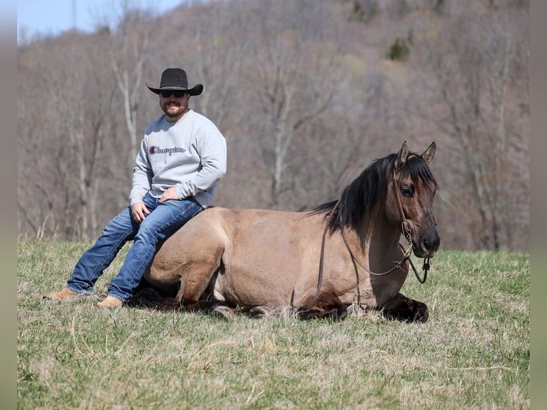 American Quarter Horse Castrone 10 Anni 157 cm Grullo in Brodhead KY