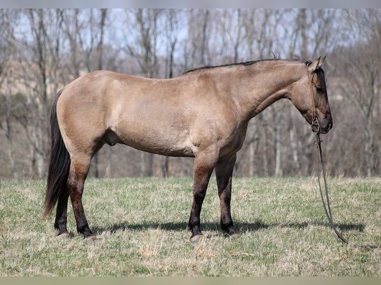 American Quarter Horse Castrone 10 Anni 157 cm Grullo in Brodhead KY