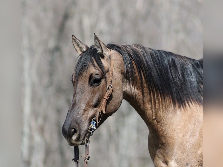 American Quarter Horse Castrone 10 Anni 157 cm Grullo in Brodhead KY