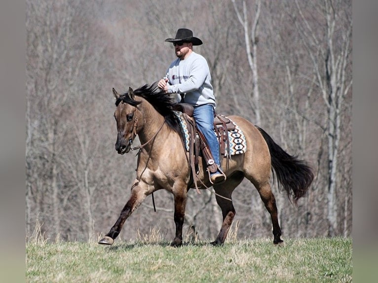 American Quarter Horse Castrone 10 Anni 157 cm Grullo in Brodhead KY