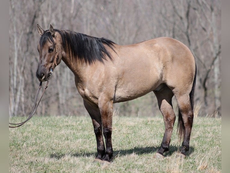 American Quarter Horse Castrone 10 Anni 157 cm Grullo in Brodhead KY