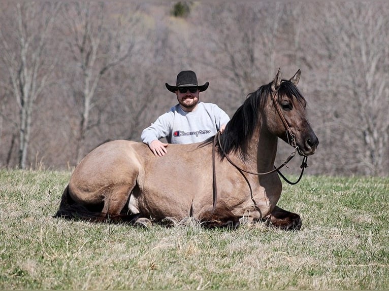 American Quarter Horse Castrone 10 Anni 157 cm Grullo in Brodhead KY