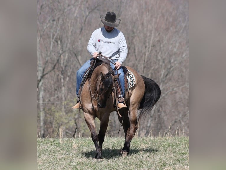 American Quarter Horse Castrone 10 Anni 157 cm Grullo in Brodhead KY