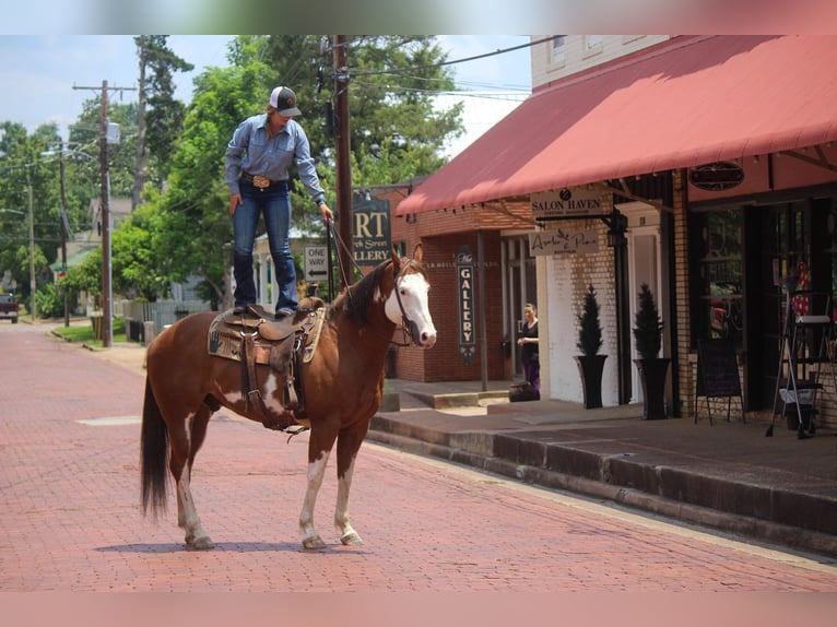 American Quarter Horse Castrone 10 Anni 157 cm Overo-tutti i colori in Rusk TX