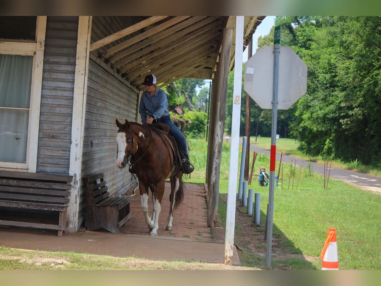 American Quarter Horse Castrone 10 Anni 157 cm Overo-tutti i colori in Rusk TX