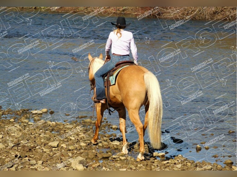 American Quarter Horse Castrone 10 Anni 157 cm Palomino in Clarion, PA