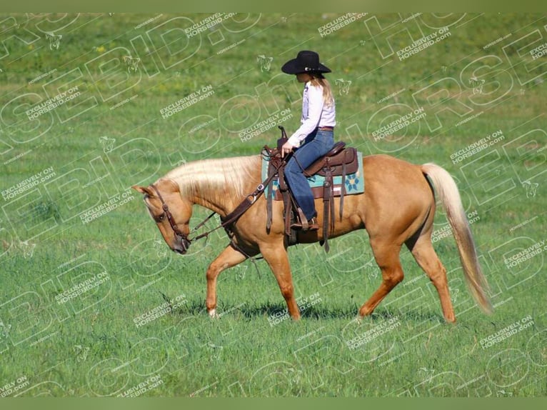 American Quarter Horse Castrone 10 Anni 157 cm Palomino in Clarion, PA