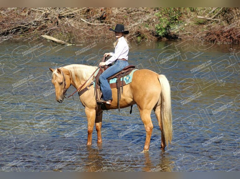 American Quarter Horse Castrone 10 Anni 157 cm Palomino in Clarion, PA