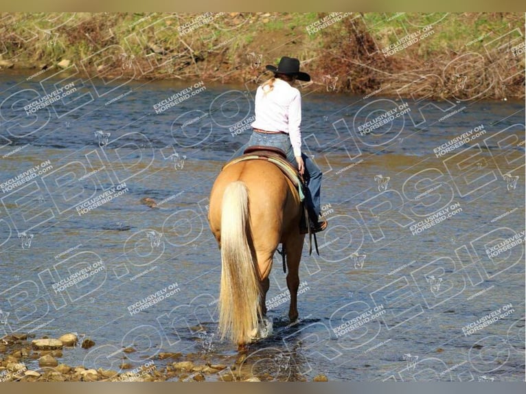 American Quarter Horse Castrone 10 Anni 157 cm Palomino in Clarion, PA