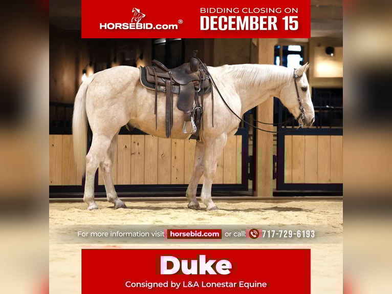 American Quarter Horse Castrone 10 Anni 157 cm Palomino in Needmore