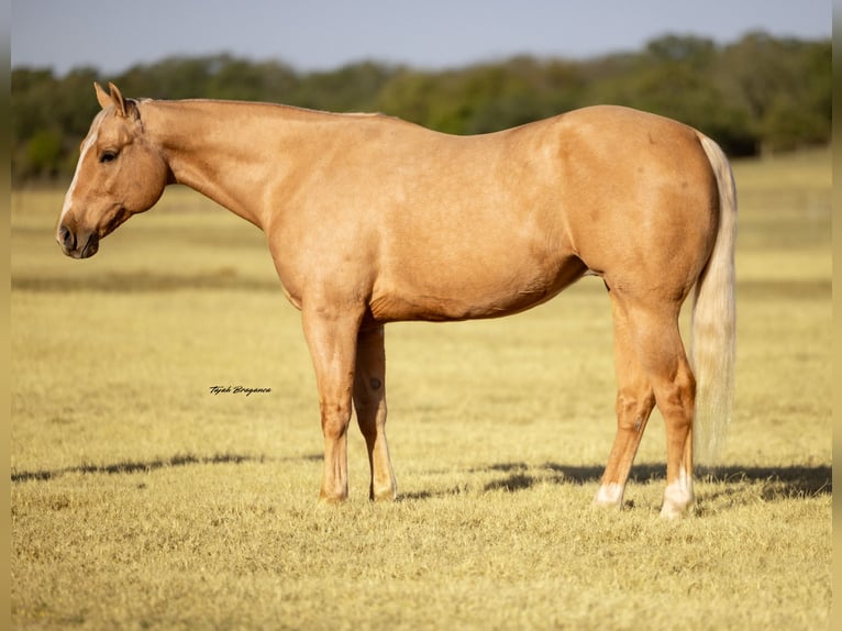 American Quarter Horse Castrone 10 Anni 157 cm Palomino in Weatherford