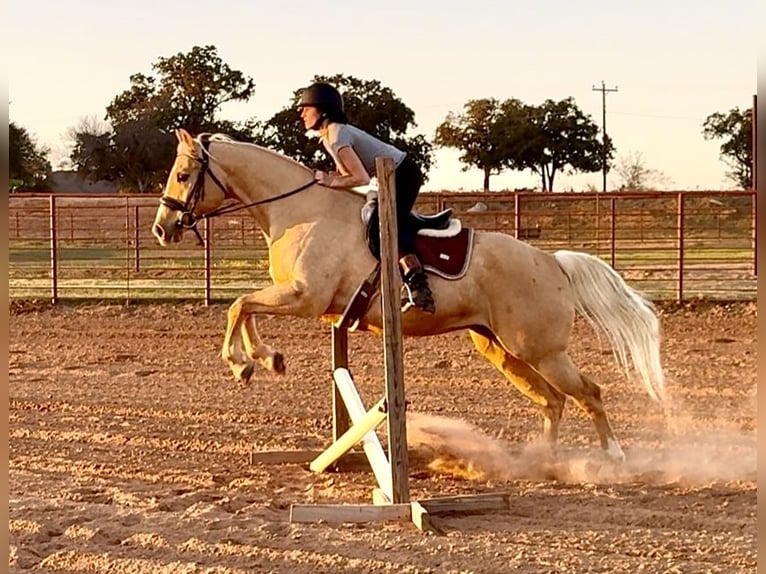 American Quarter Horse Castrone 10 Anni 157 cm Palomino in Weatherford