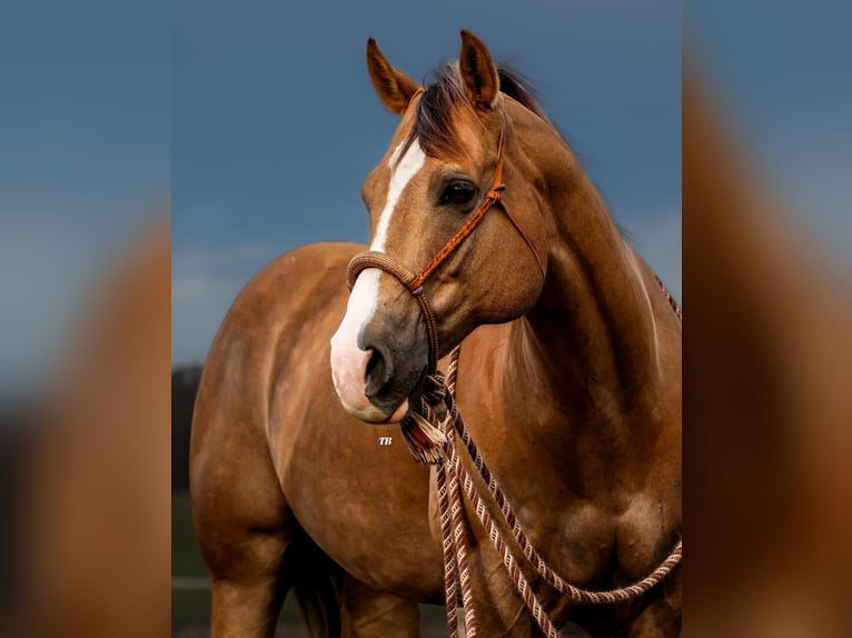 American Quarter Horse Castrone 10 Anni 157 cm Palomino in Weatherford, TX