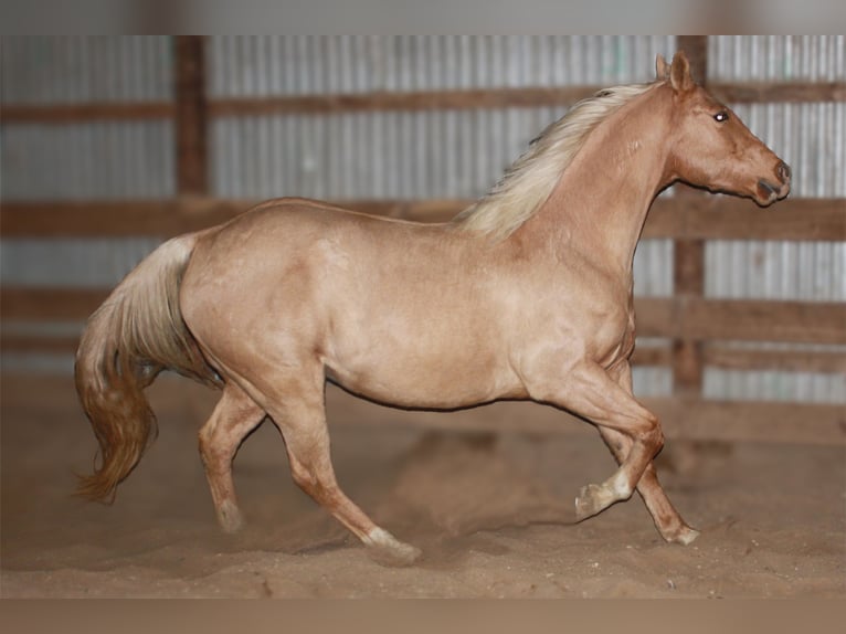 American Quarter Horse Castrone 10 Anni 157 cm Palomino in Fergus Falls, MN