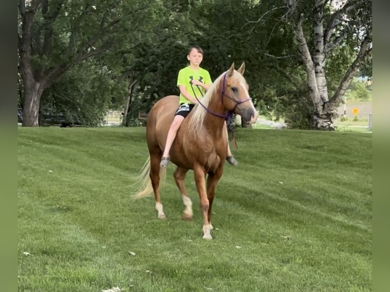 American Quarter Horse Castrone 10 Anni 157 cm Palomino in Fergus Falls, MN