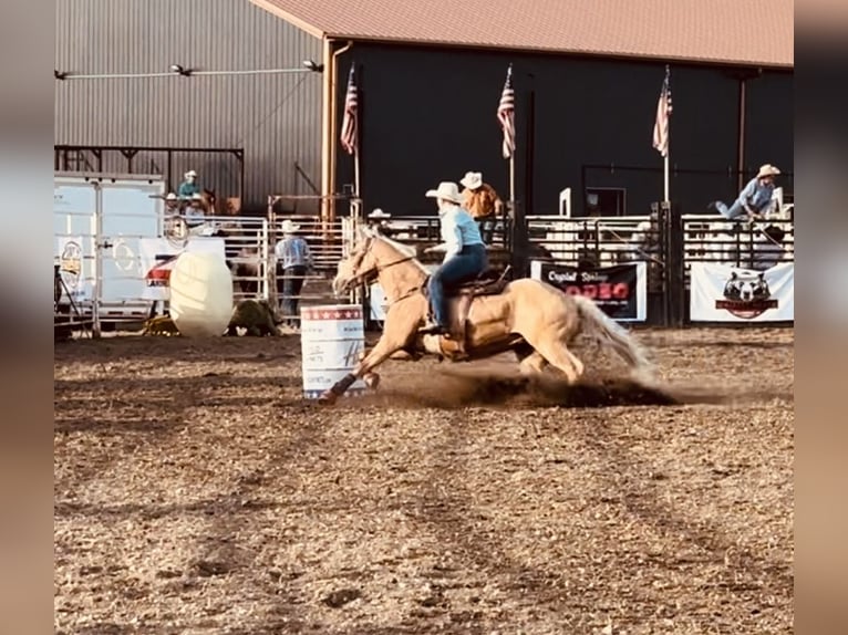 American Quarter Horse Castrone 10 Anni 157 cm Palomino in Fergus Falls, MN