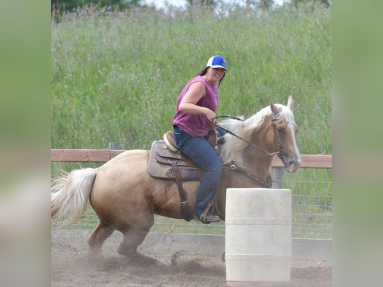 American Quarter Horse Castrone 10 Anni 157 cm Palomino in Fergus Falls, MN