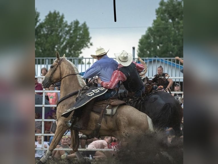 American Quarter Horse Castrone 10 Anni 157 cm Palomino in Fergus Falls, MN