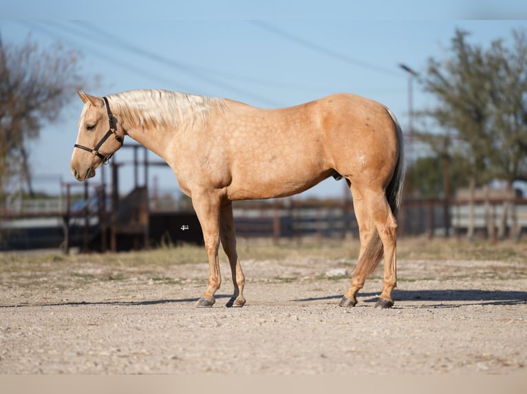 American Quarter Horse Castrone 10 Anni 157 cm Palomino in Weatherford