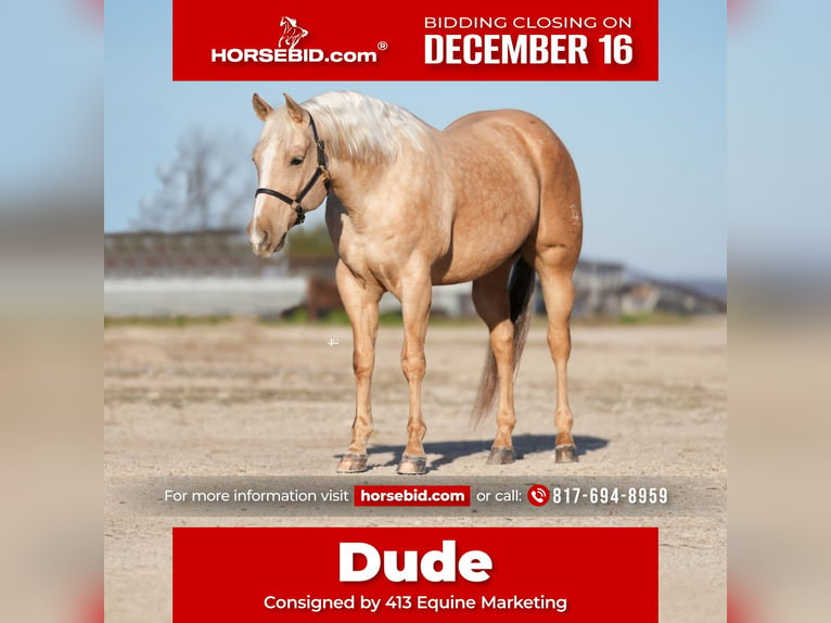 American Quarter Horse Castrone 10 Anni 157 cm Palomino in Weatherford