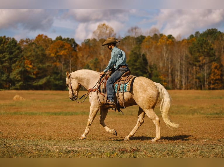 American Quarter Horse Castrone 10 Anni 157 cm Palomino in Lyles, TN