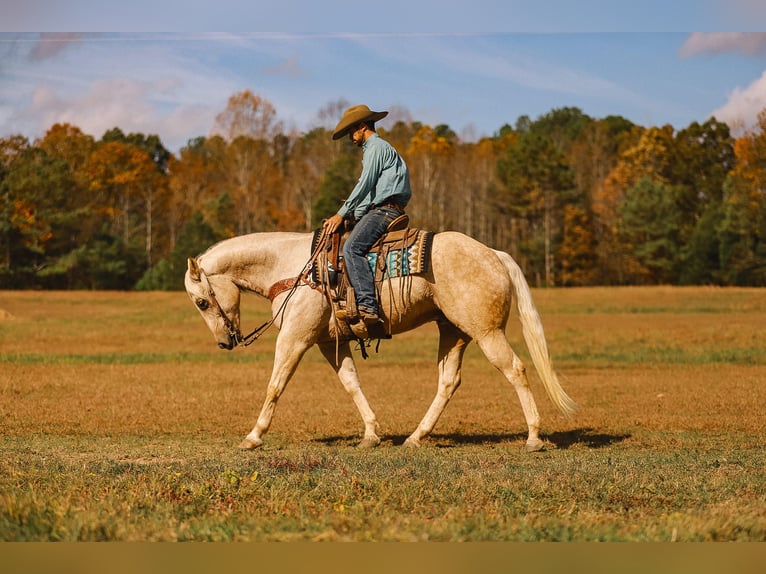 American Quarter Horse Castrone 10 Anni 157 cm Palomino in Lyles, TN