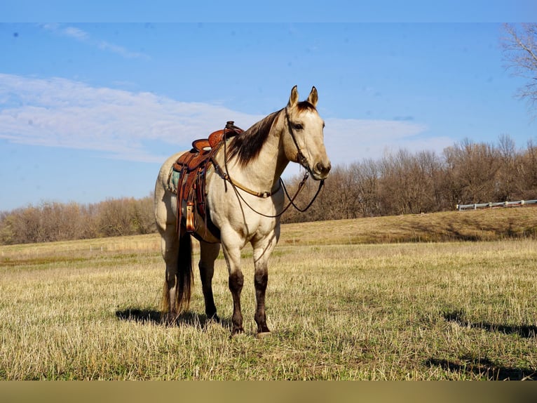 American Quarter Horse Castrone 10 Anni 157 cm Pelle di daino in Valley Springs, SD