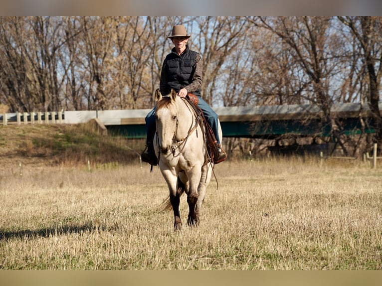 American Quarter Horse Castrone 10 Anni 157 cm Pelle di daino in Valley Springs, SD