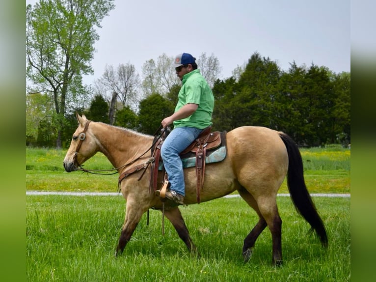 American Quarter Horse Castrone 10 Anni 157 cm Pelle di daino in Greeneville KY