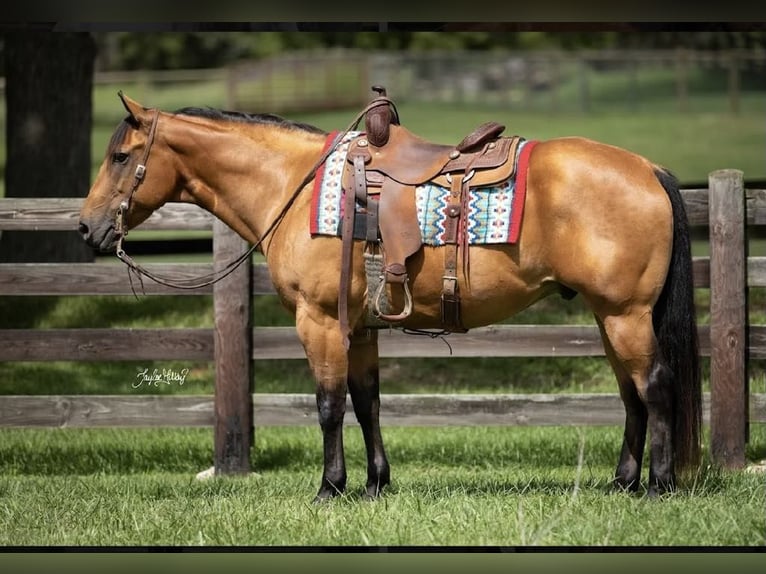 American Quarter Horse Castrone 10 Anni 157 cm Pelle di daino in Madisonville KY