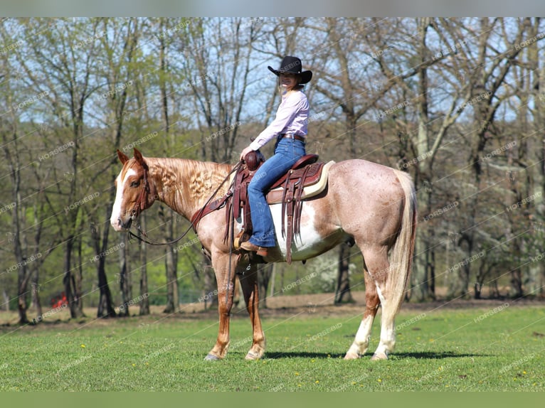 American Quarter Horse Castrone 10 Anni 157 cm Pezzato in Clarion