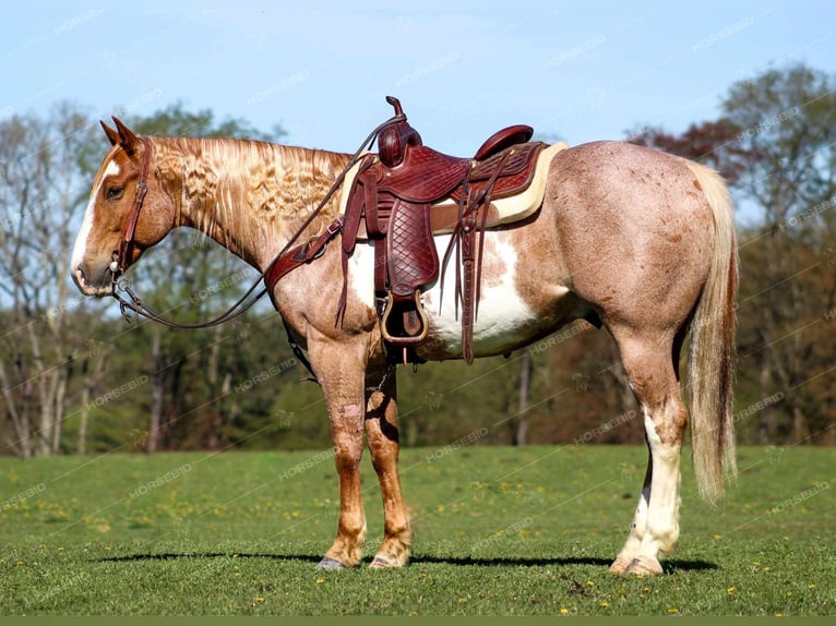 American Quarter Horse Castrone 10 Anni 157 cm Pezzato in Clarion