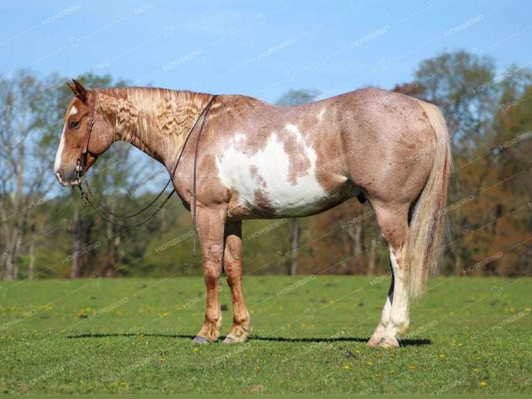 American Quarter Horse Castrone 10 Anni 157 cm Pezzato in Clarion