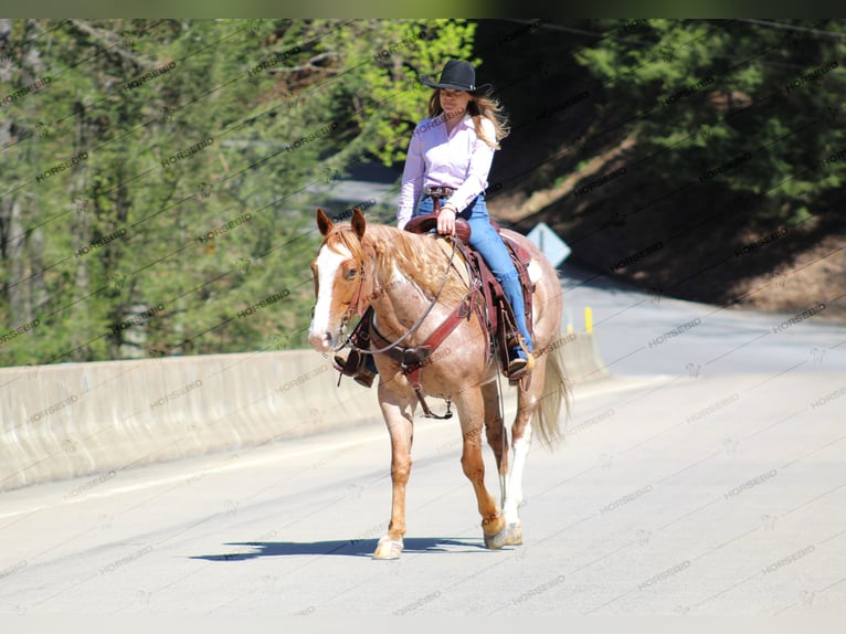 American Quarter Horse Castrone 10 Anni 157 cm Pezzato in Clarion