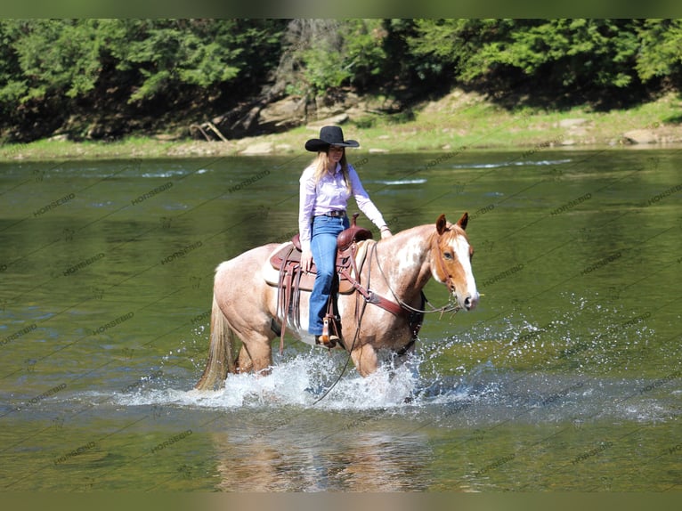 American Quarter Horse Castrone 10 Anni 157 cm Pezzato in Clarion