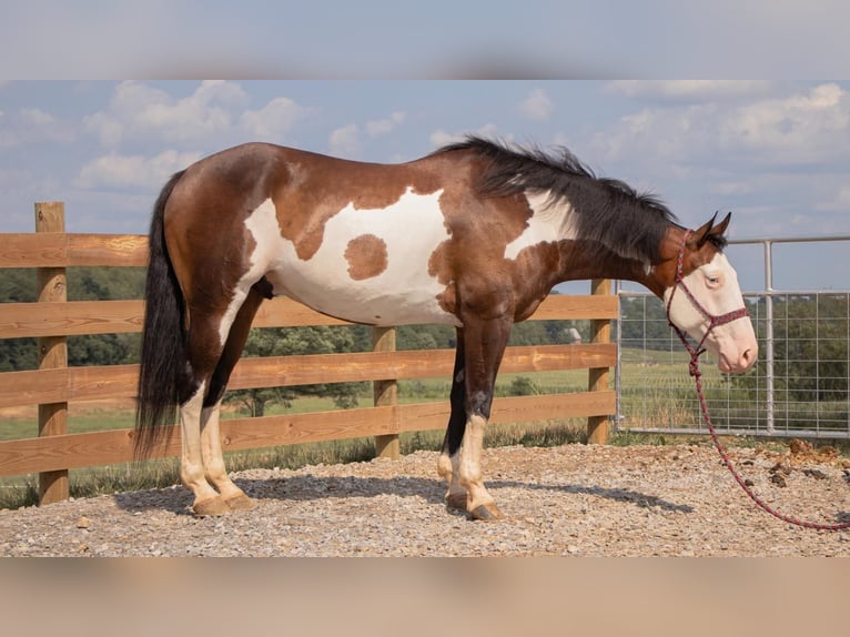American Quarter Horse Castrone 10 Anni 157 cm Pezzato in Millersburg, OH