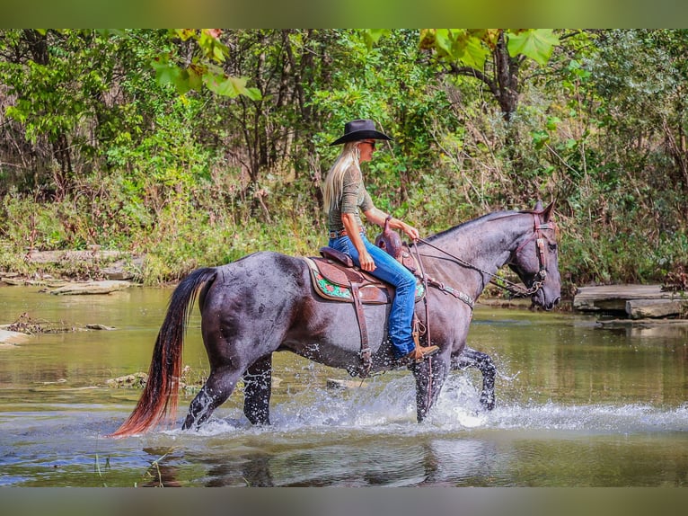 American Quarter Horse Castrone 10 Anni 157 cm Roano blu in Flemingsburg KY