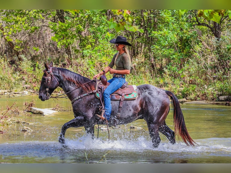 American Quarter Horse Castrone 10 Anni 157 cm Roano blu in Flemingsburg KY