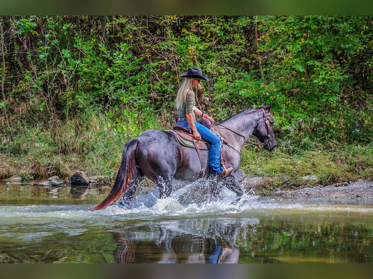 American Quarter Horse Castrone 10 Anni 157 cm Roano blu in Flemingsburg KY