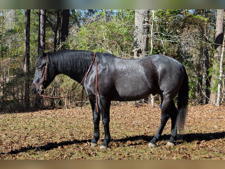American Quarter Horse Castrone 10 Anni 157 cm Roano blu in Purvis