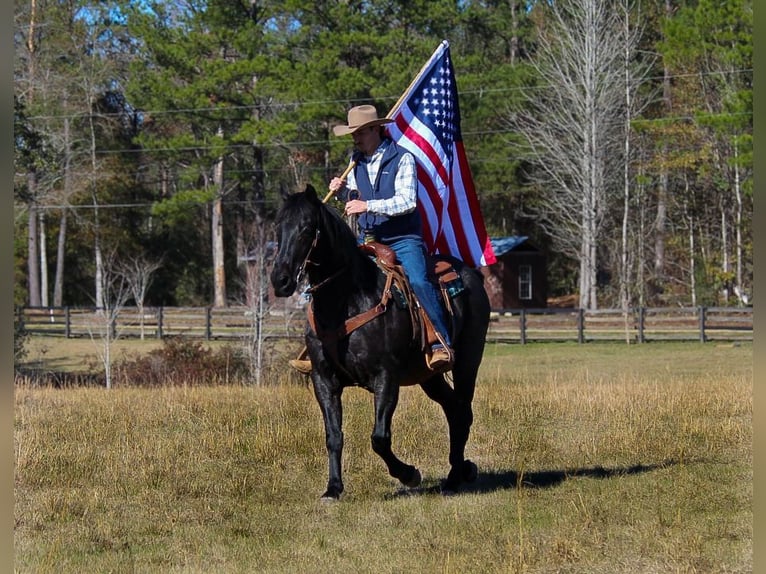 American Quarter Horse Castrone 10 Anni 157 cm Roano blu in Purvis