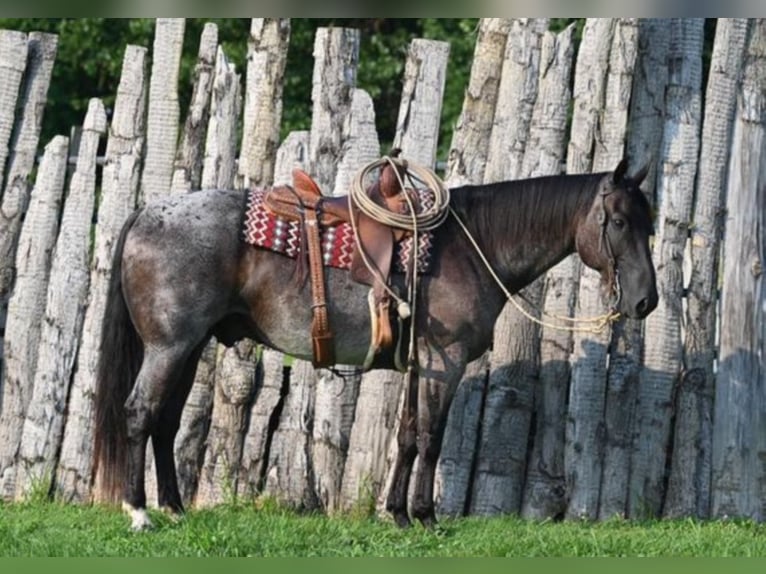 American Quarter Horse Castrone 10 Anni 157 cm Roano blu in Sandston VA