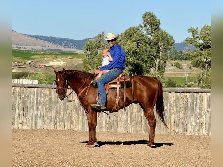 American Quarter Horse Castrone 10 Anni 157 cm Sauro ciliegia in Drummond